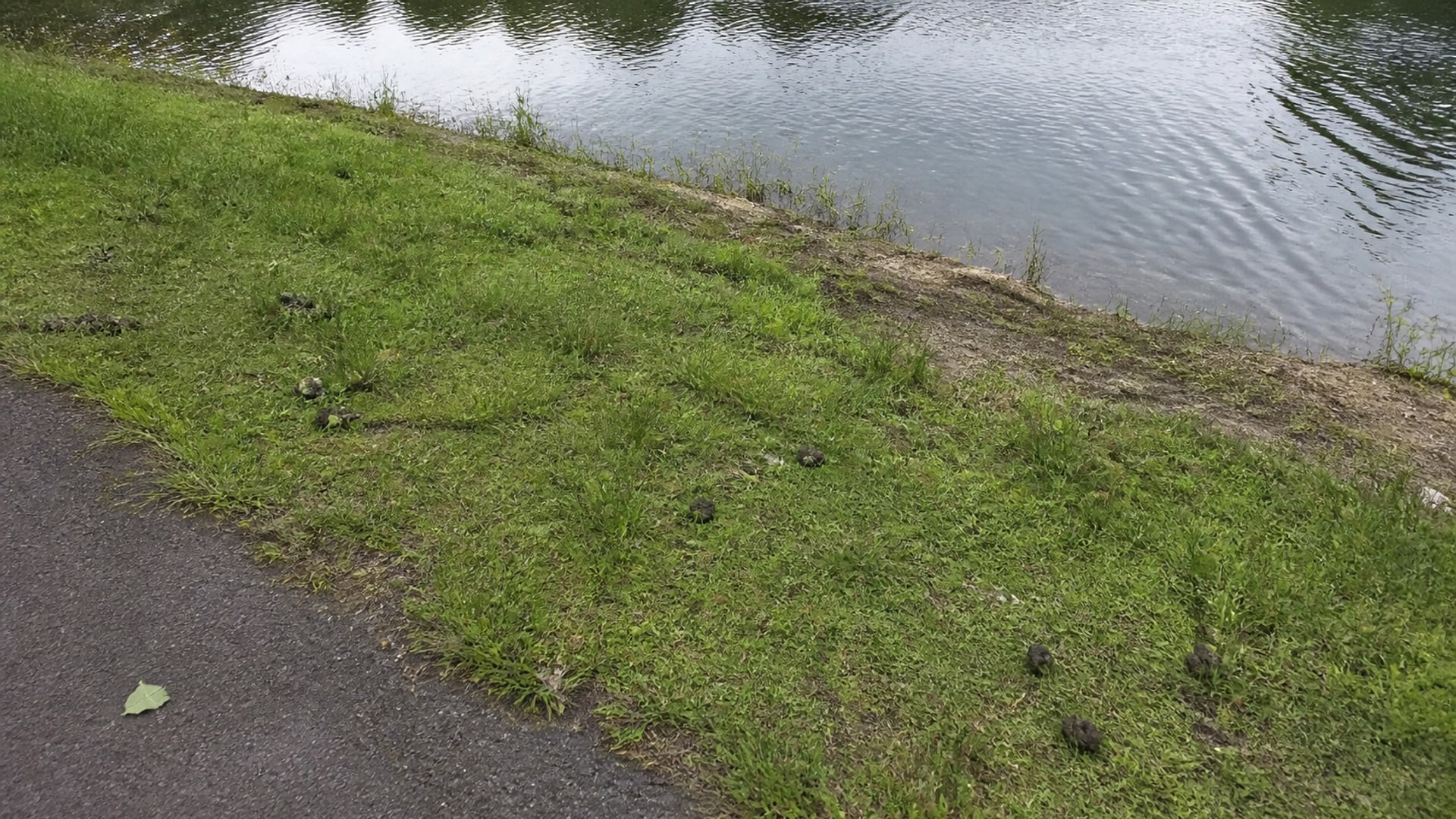 A flock of Canada geese gathered on grass beside water during the summer molt