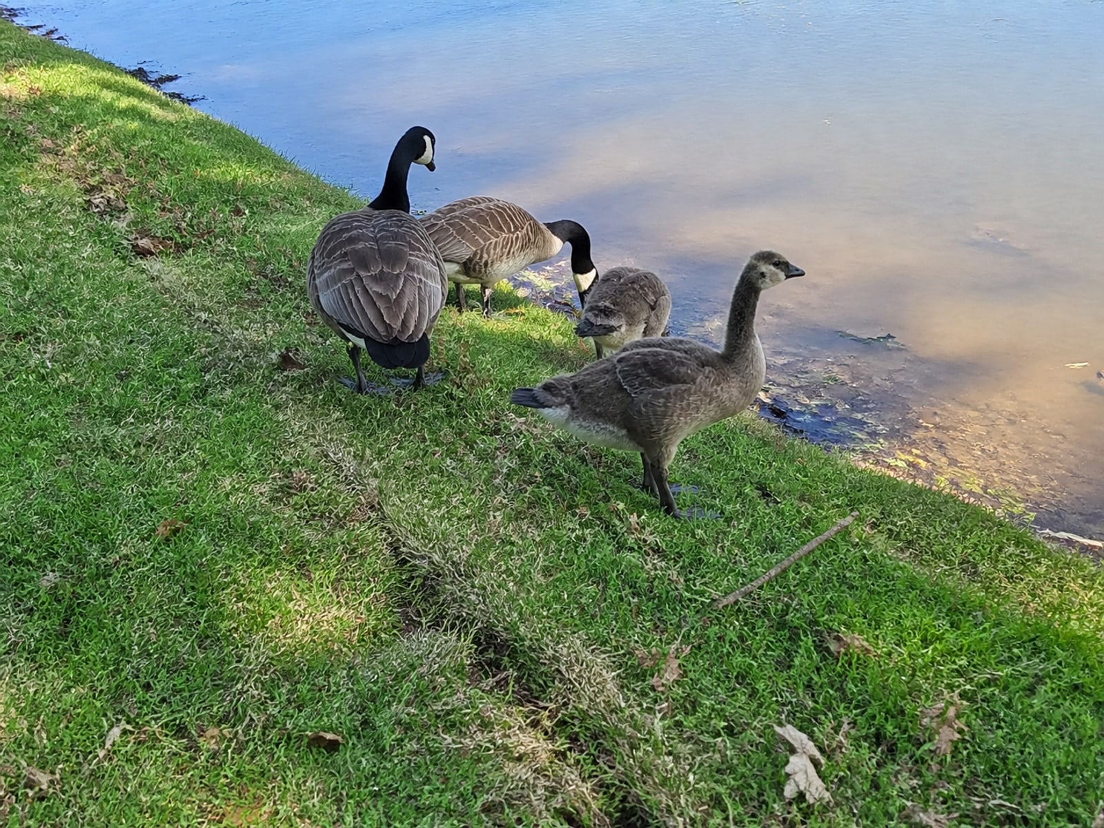 Short mown grass running down to open water with clear sightlines