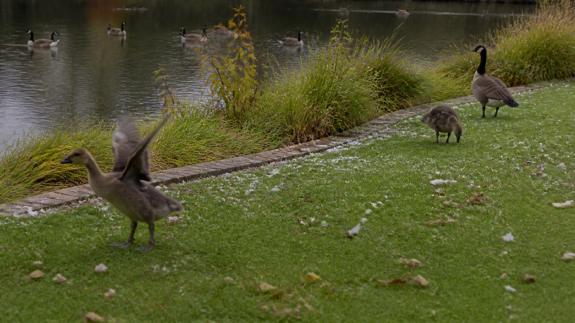 A planted margin established around the edge of a managed pond