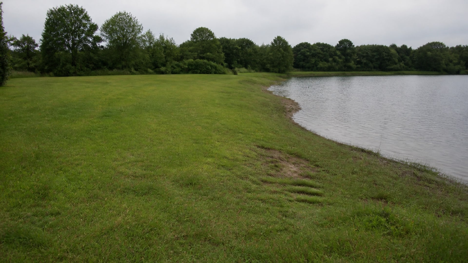 Spring shoreline vegetation and grass at the start of the nesting season