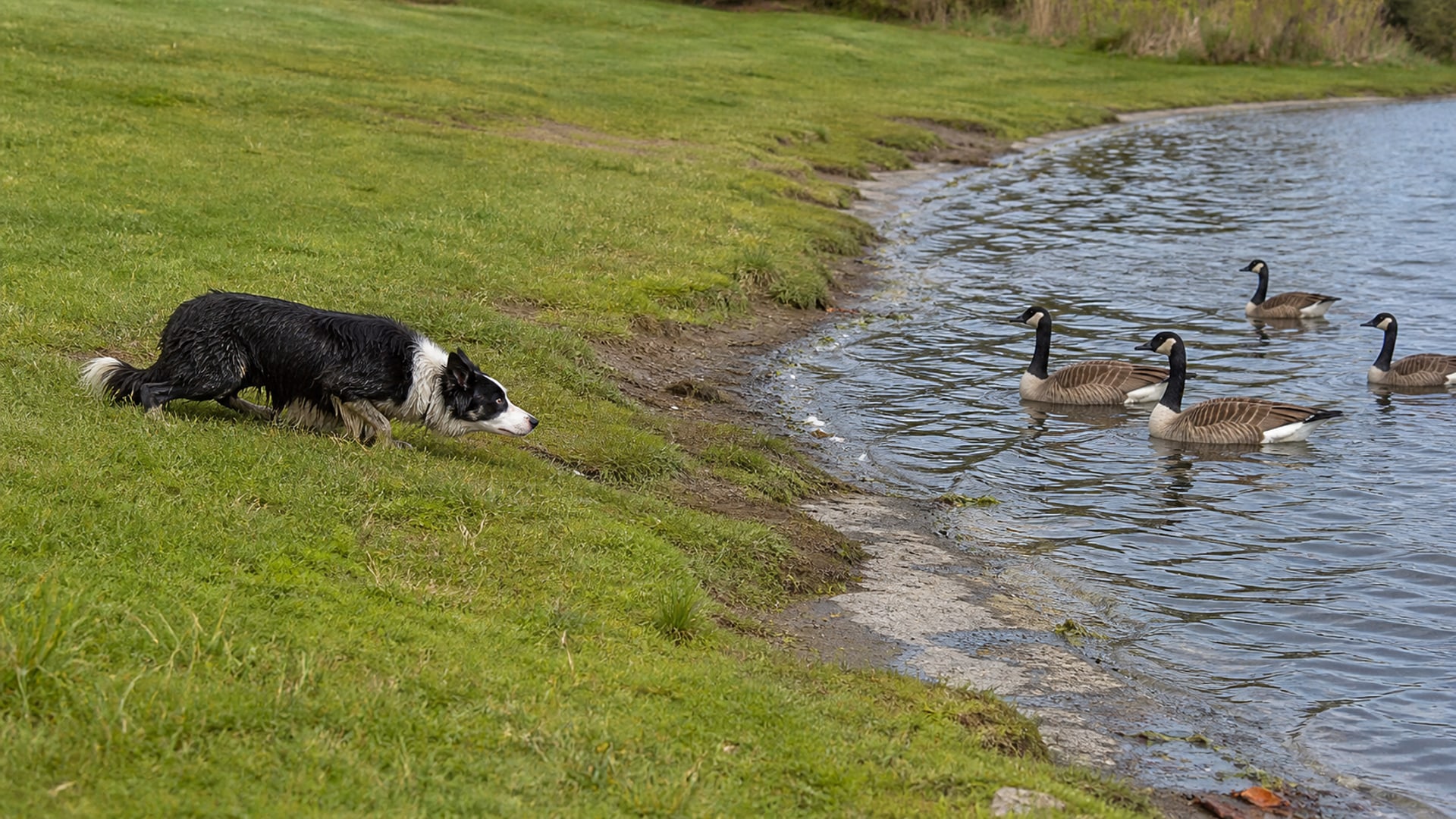 Maintained ground of the kind this page describes, on a the canada goose property
