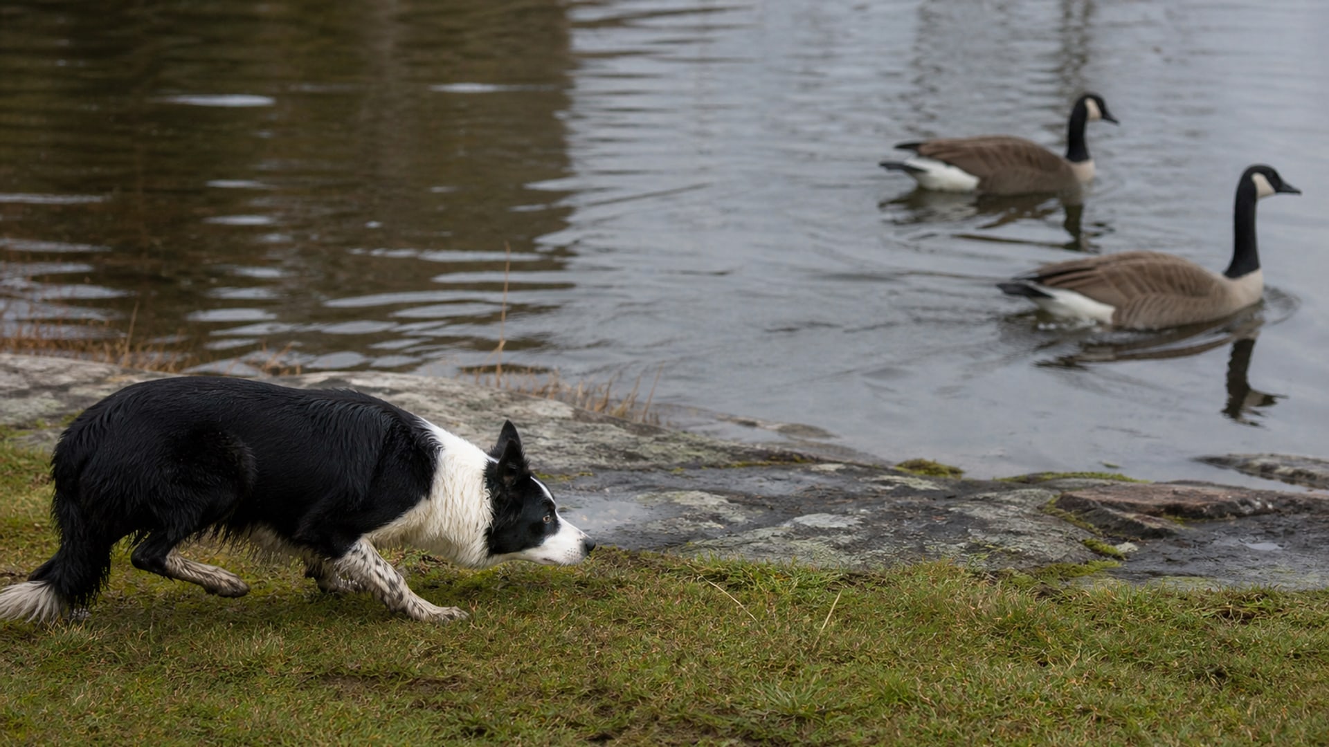 Droppings across a walkway and lawn beside a managed pond