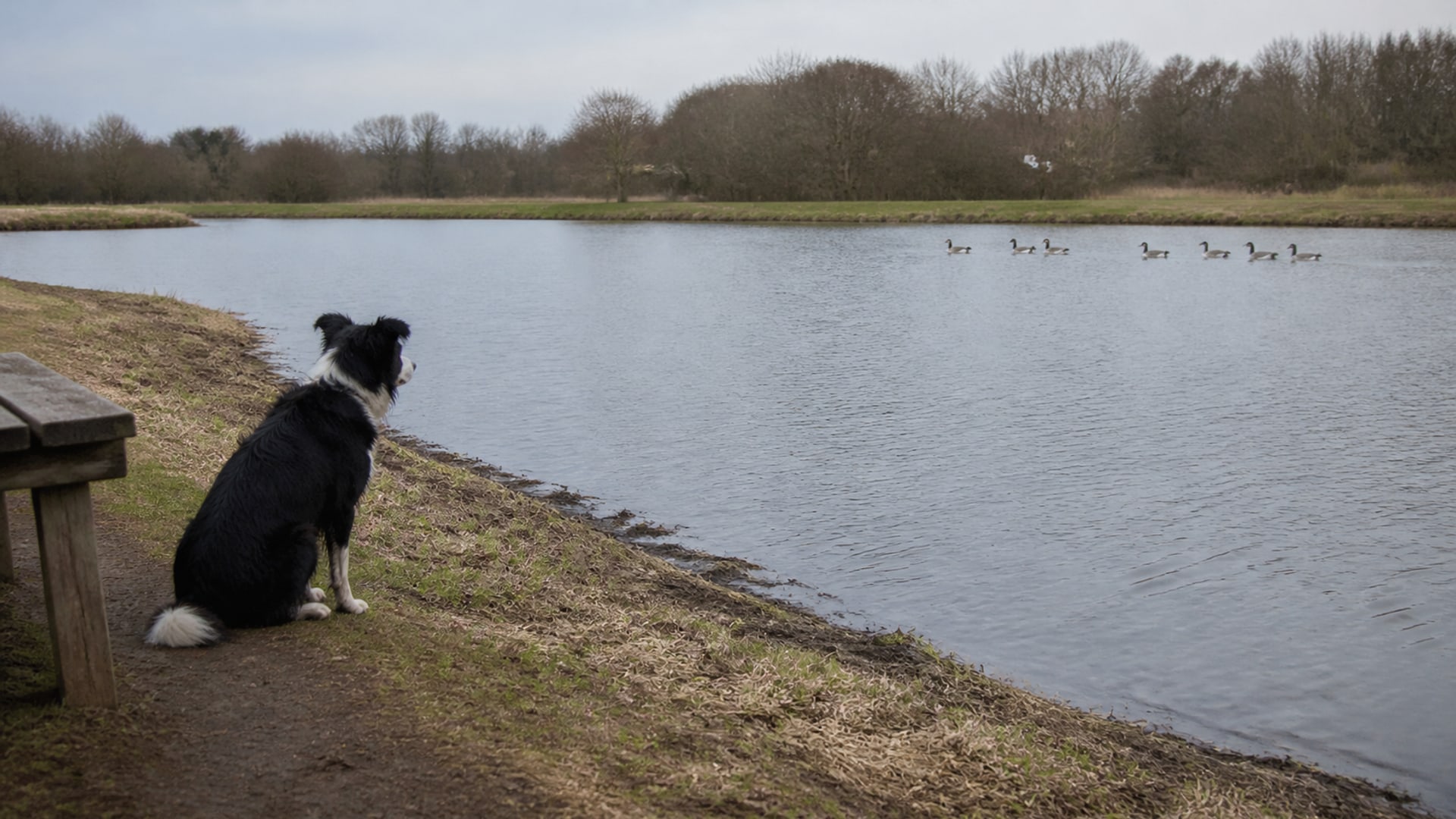 Open managed grounds beside water where scheduled goose abatement is run