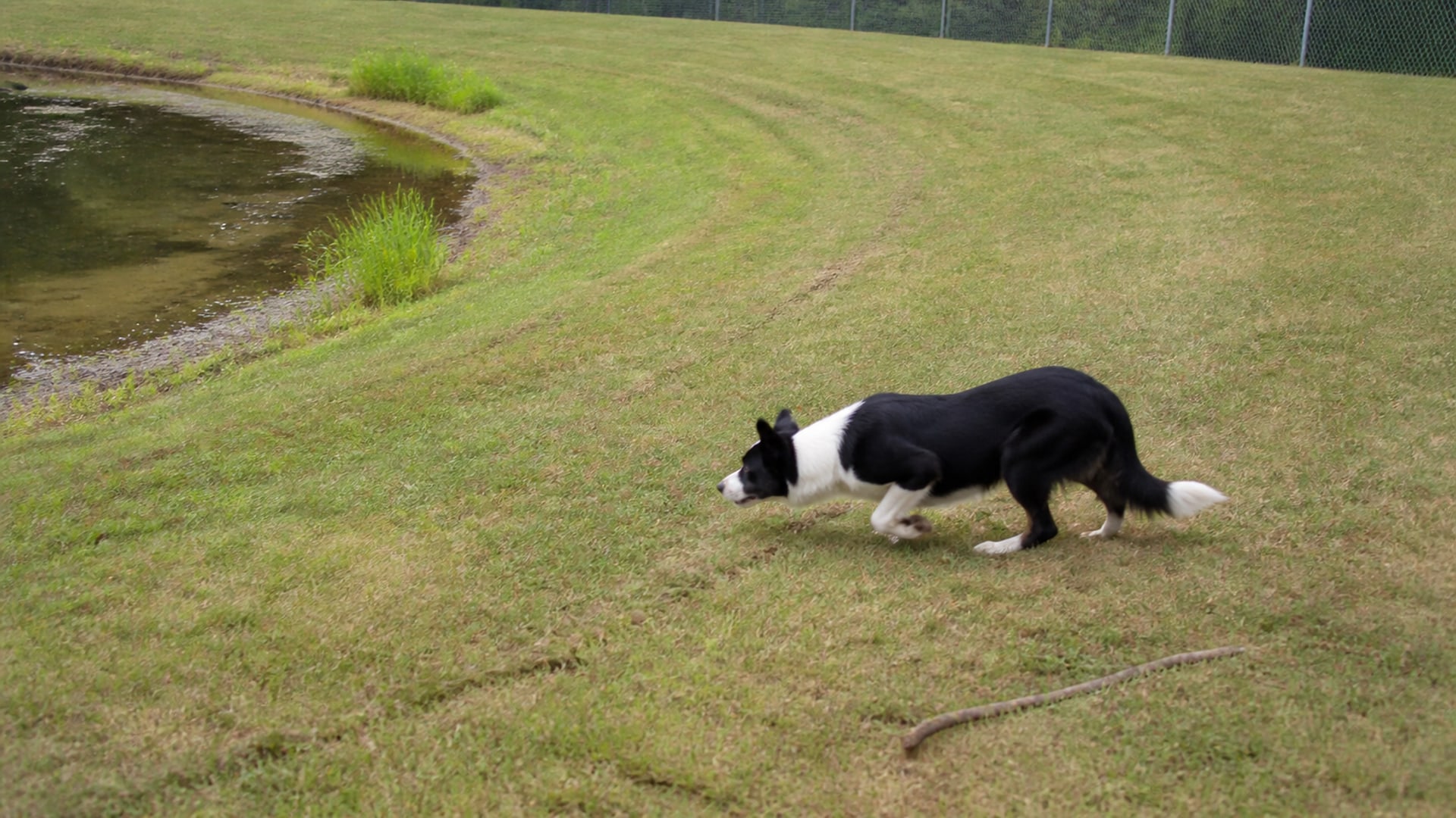 Canada geese lifting off open turf as a working dog moves through
