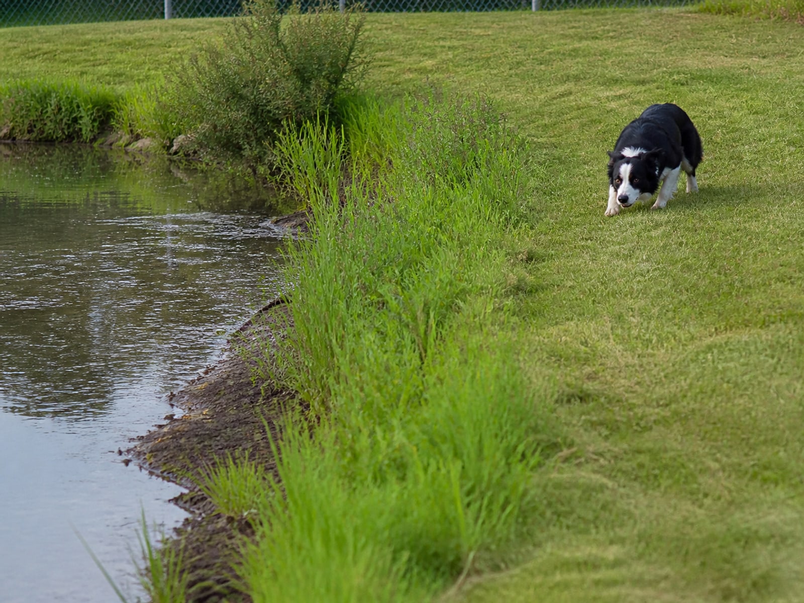 A Border Collie holding the low stalking stance that a Canada goose reads as a predator