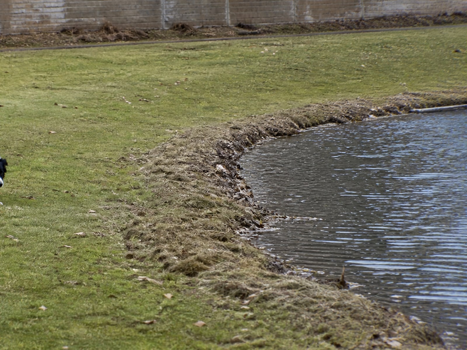 Shoreline vegetation of the kind Canada geese nest in during spring