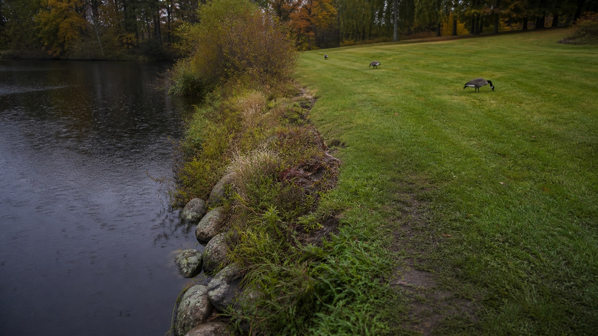 A managed property of the kind Canada geese settle on, with turf running to water