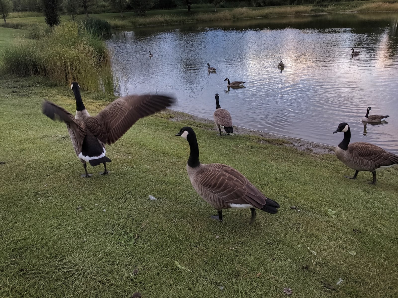 A Border Collie moving Canada geese off mown grass during a scheduled visit