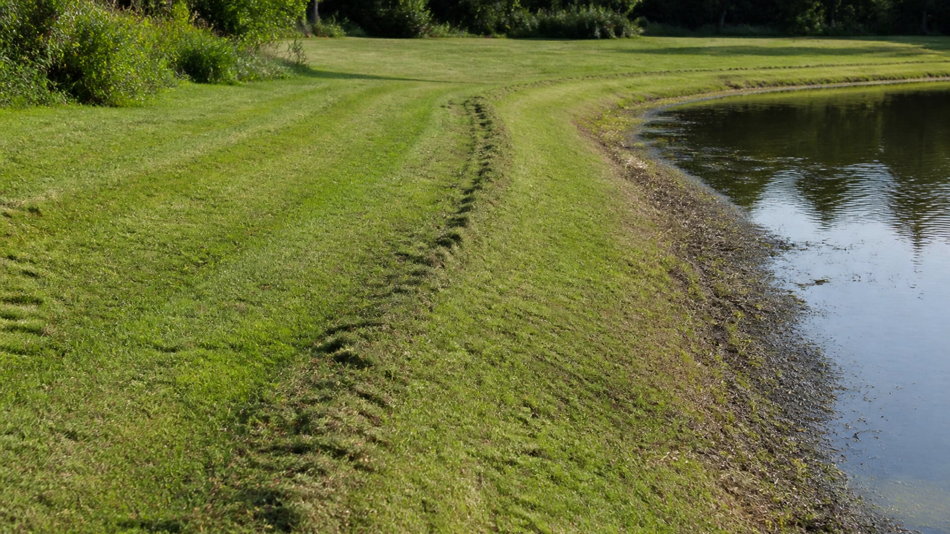 New shoreline planting establishing along the edge of a managed pond