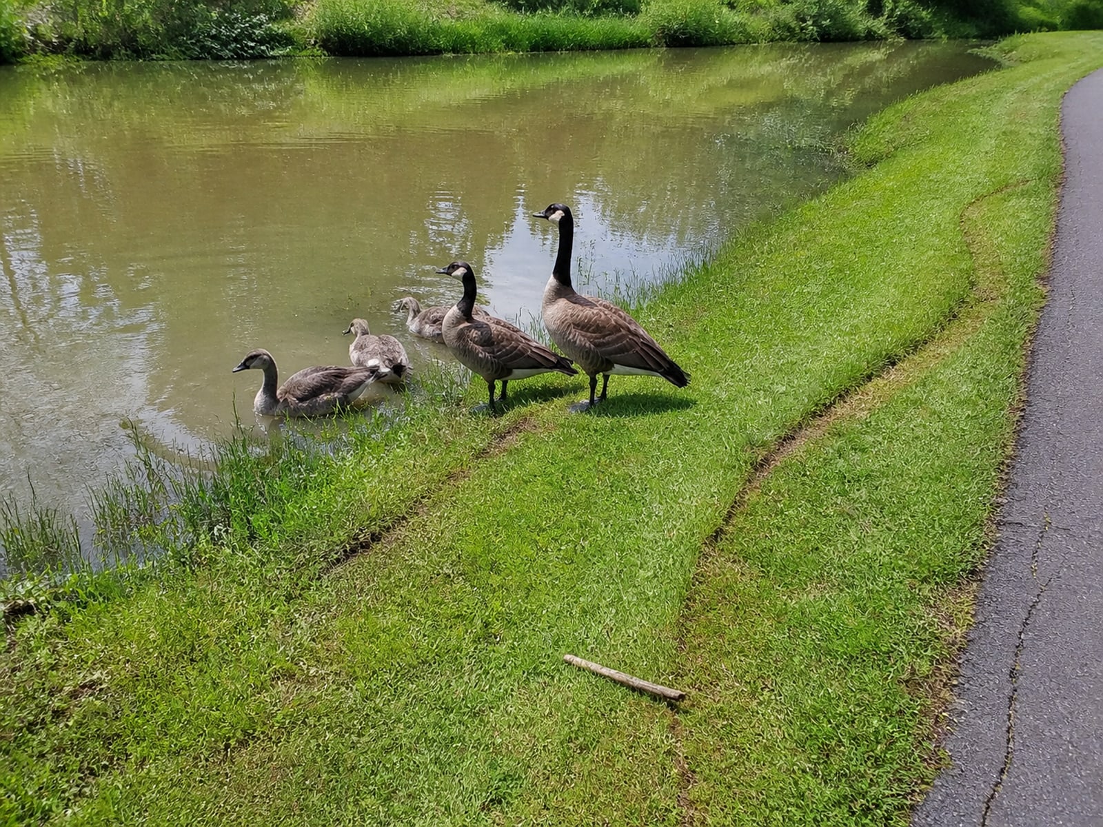 The grass and water edge of a property being assessed for Canada goose use