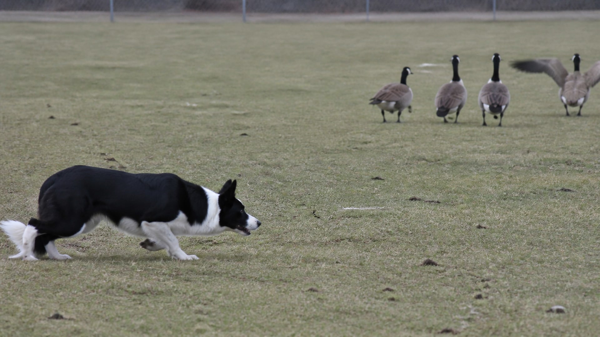 Mown grounds beside open water where a Canada goose program would be run