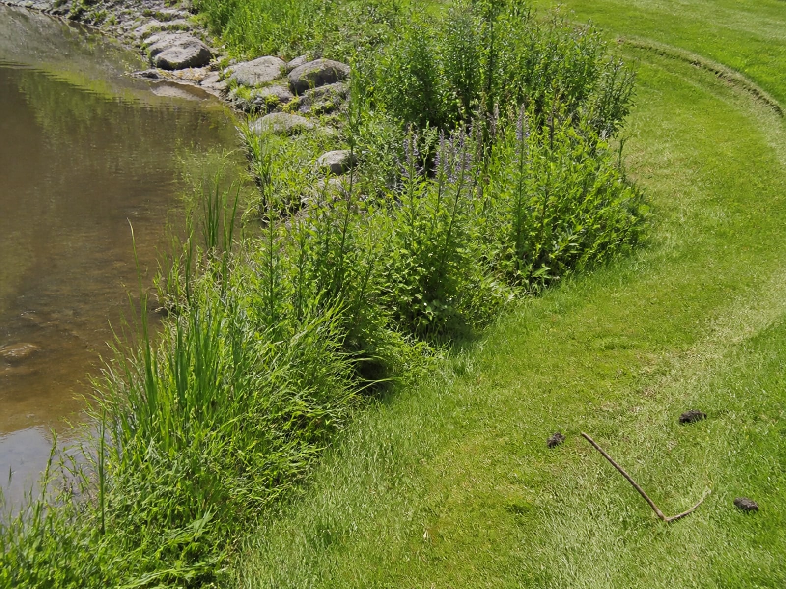 A tall planted buffer strip separating open water from mown lawn
