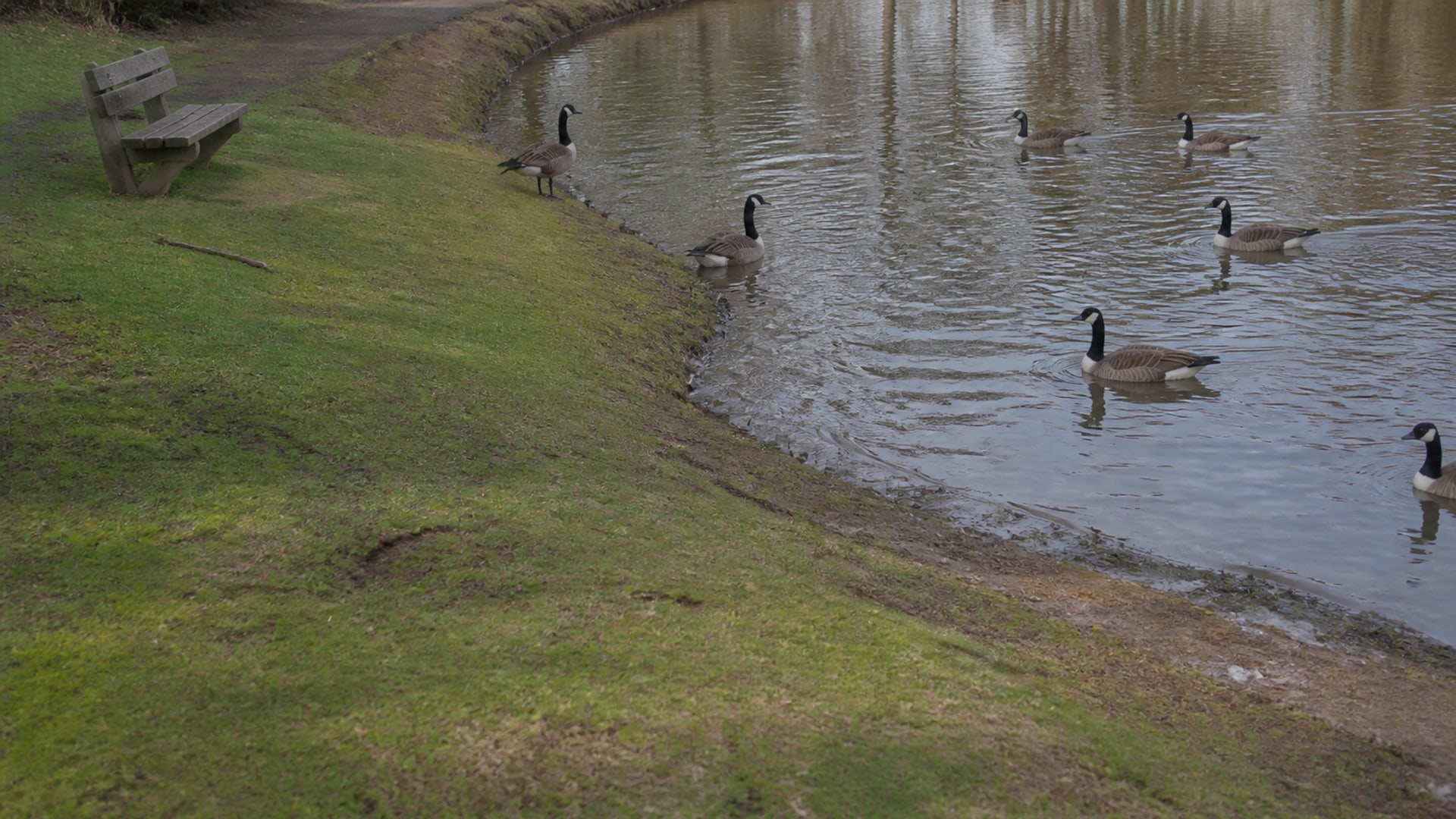 A site assessment walk across grounds where Canada geese are using the property