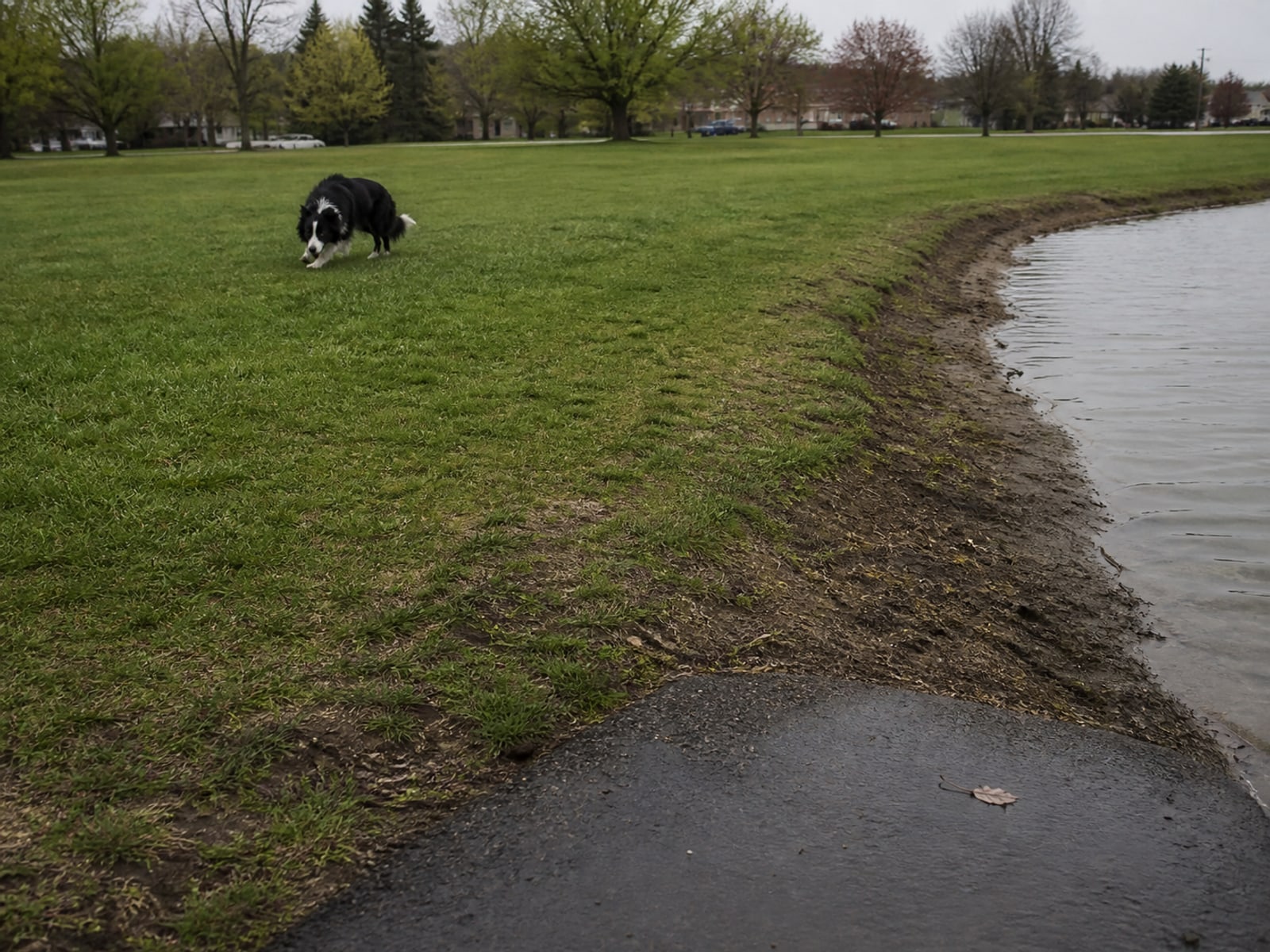 Maintained ground in Avon, CT holding clear of Canada geese after repeat visits
