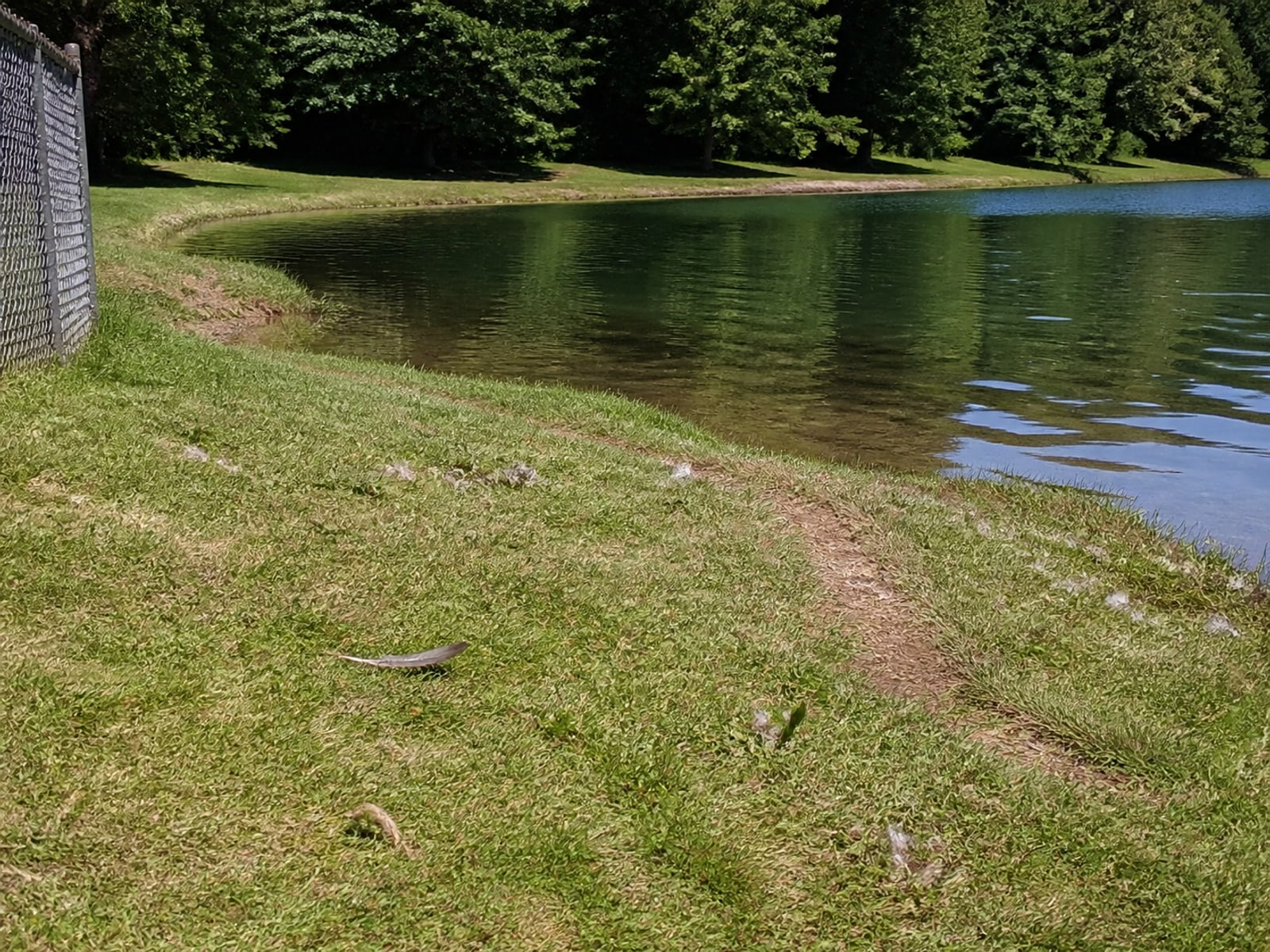 Canada goose droppings and grazed turf on maintained ground in Avon, CT
