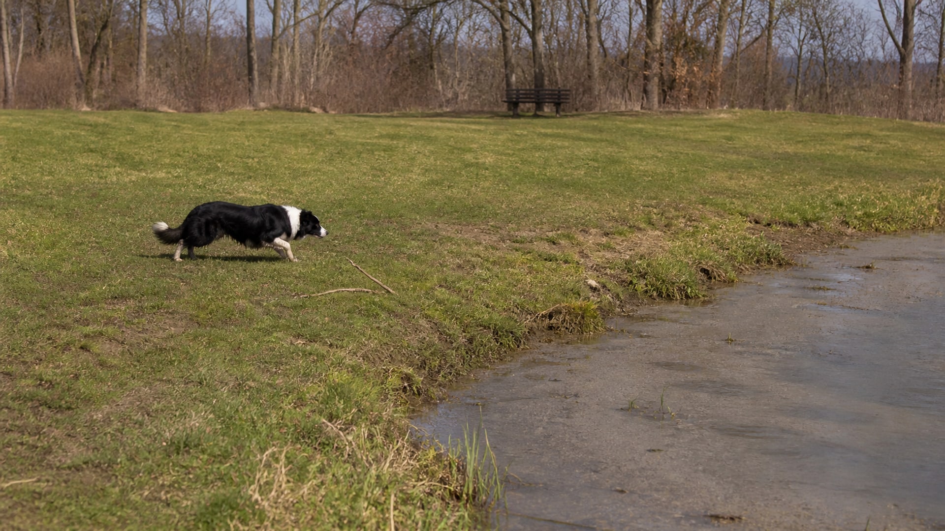 A Border Collie working a flock of Canada geese off maintained ground in Avon, CT