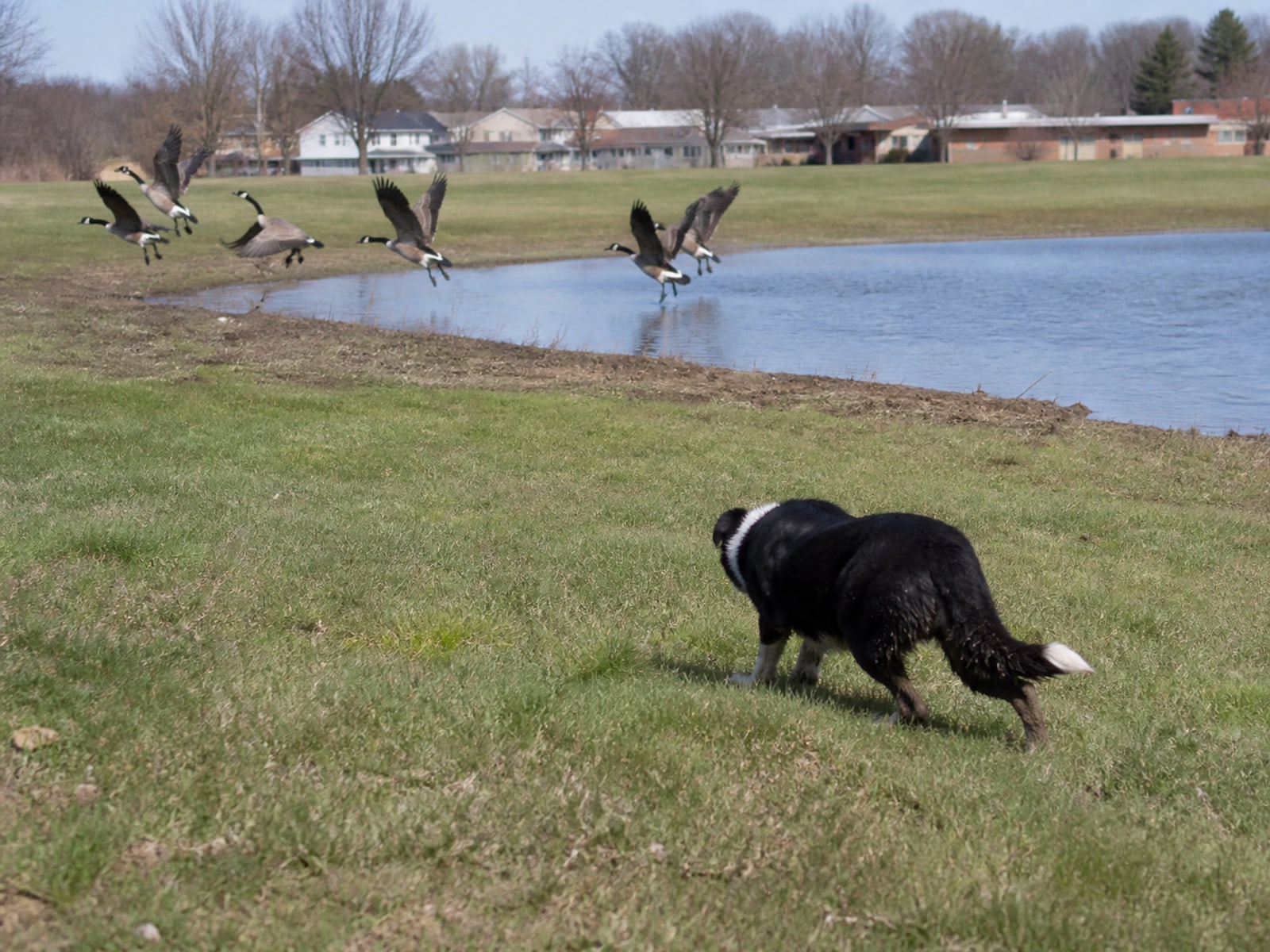 Maintained ground in Berlin, CT holding clear of Canada geese after repeat visits