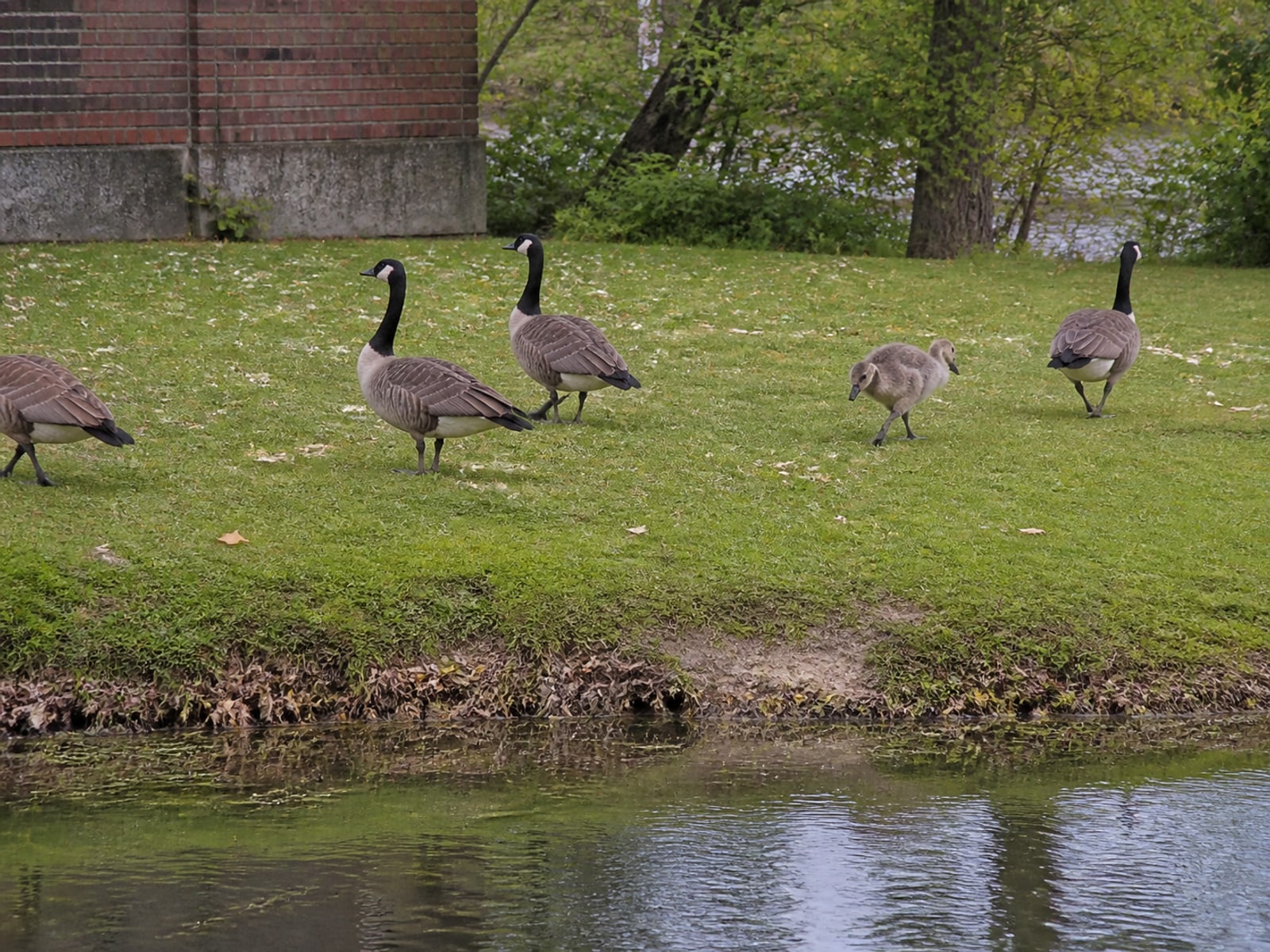 Canada goose droppings and grazed turf on maintained ground in Berlin, CT
