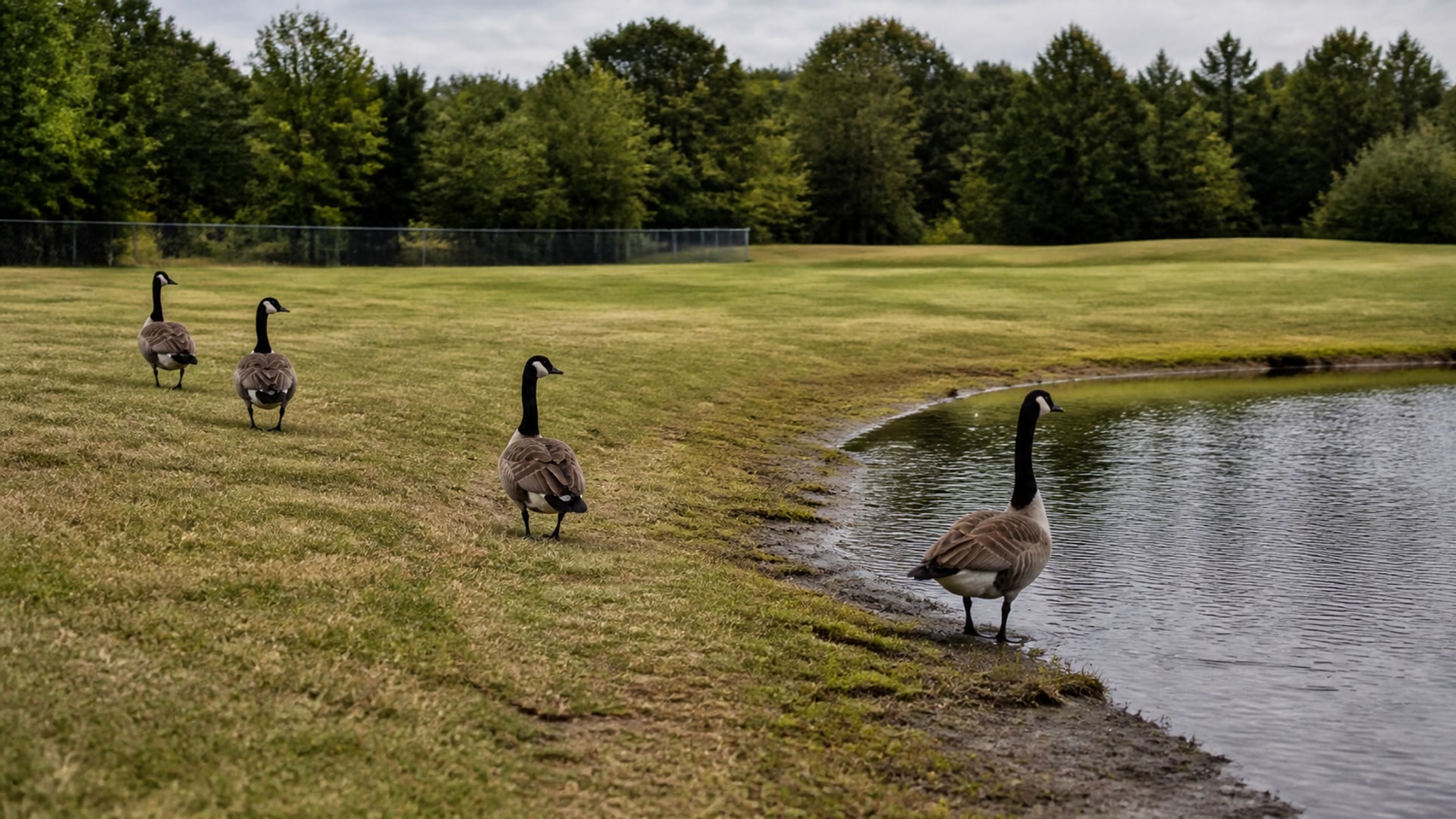 A Border Collie working a flock of Canada geese off maintained ground in Berlin, CT