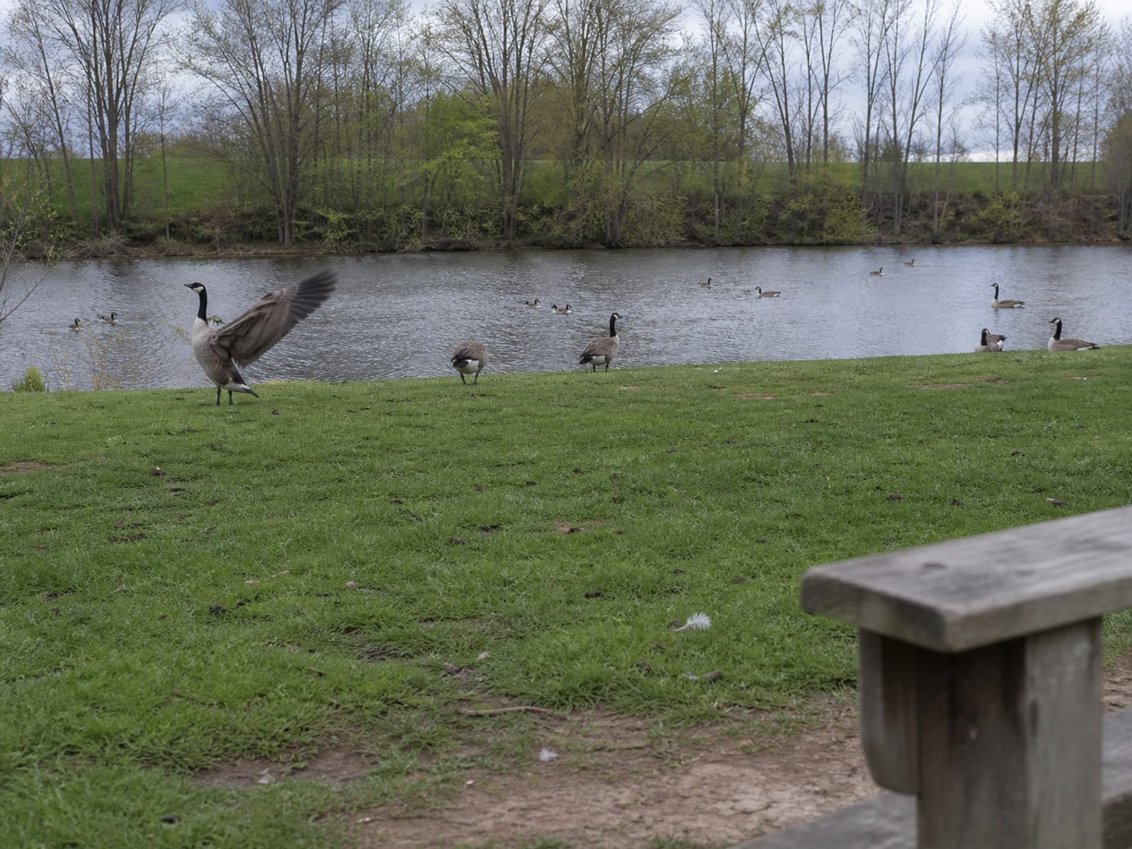 Canada goose droppings and grazed turf on maintained ground in Bloomfield, CT