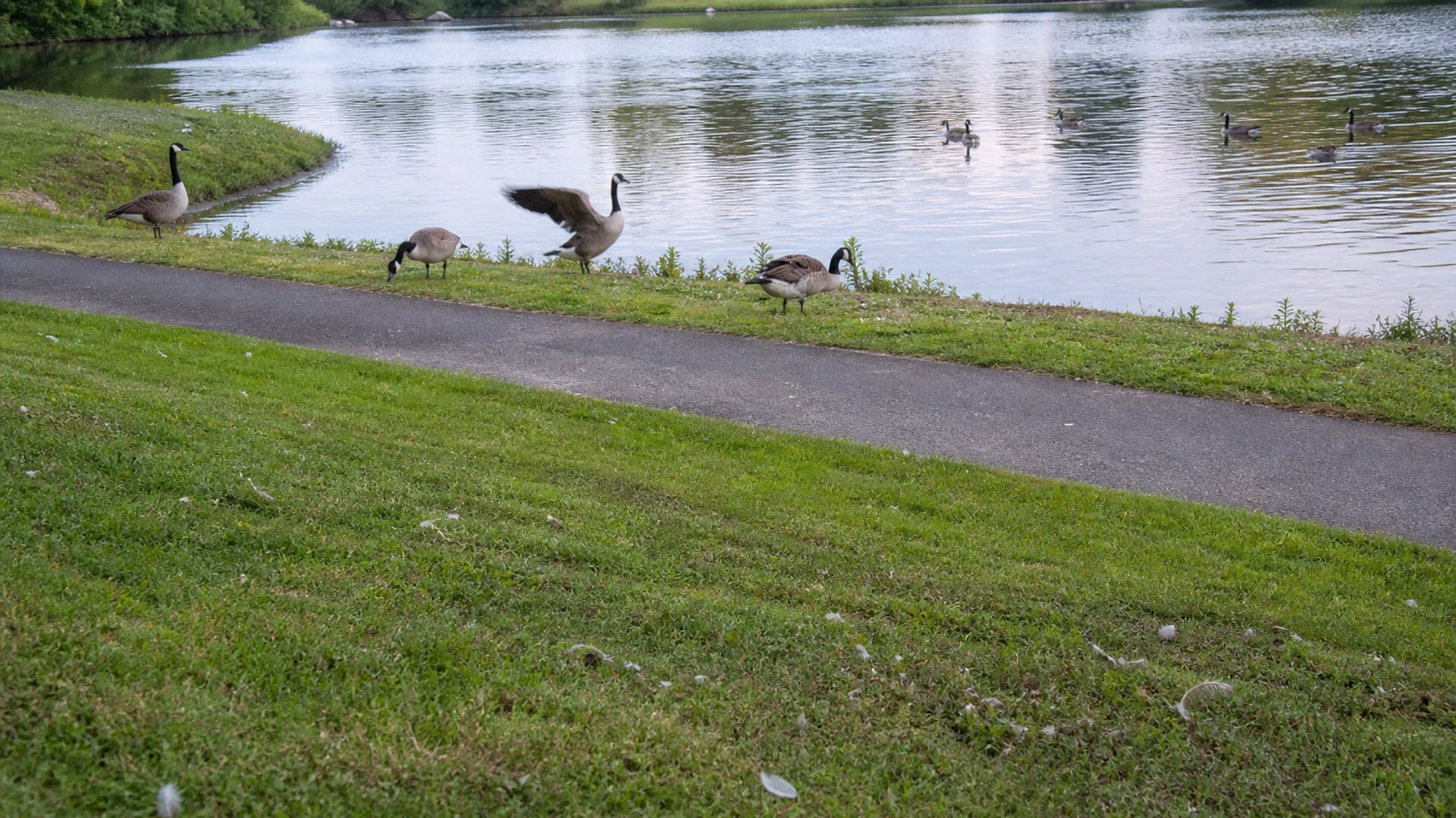 A Border Collie working a flock of Canada geese off maintained ground in Bloomfield, CT