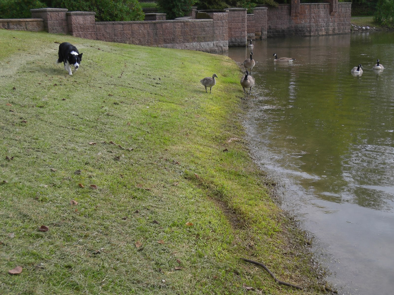 Maintained ground in Bristol, CT holding clear of Canada geese after repeat visits
