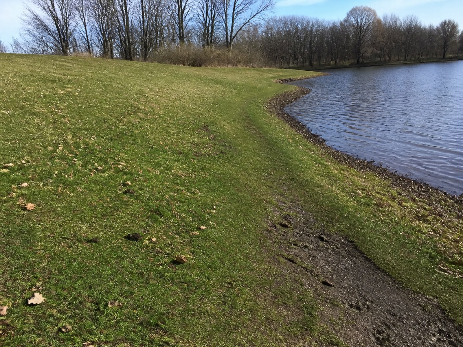Canada goose droppings and grazed turf on maintained ground in Bristol, CT