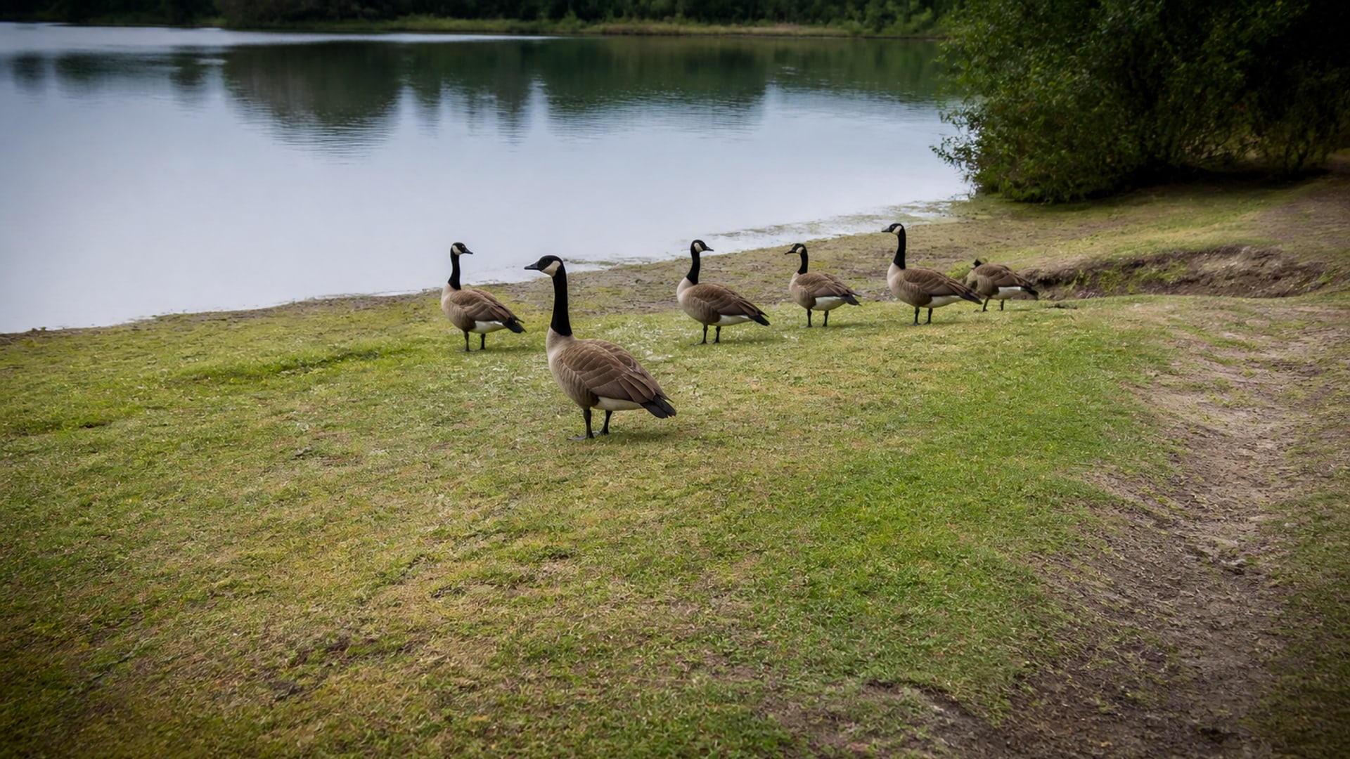 A Border Collie working a flock of Canada geese off maintained ground in Bristol, CT