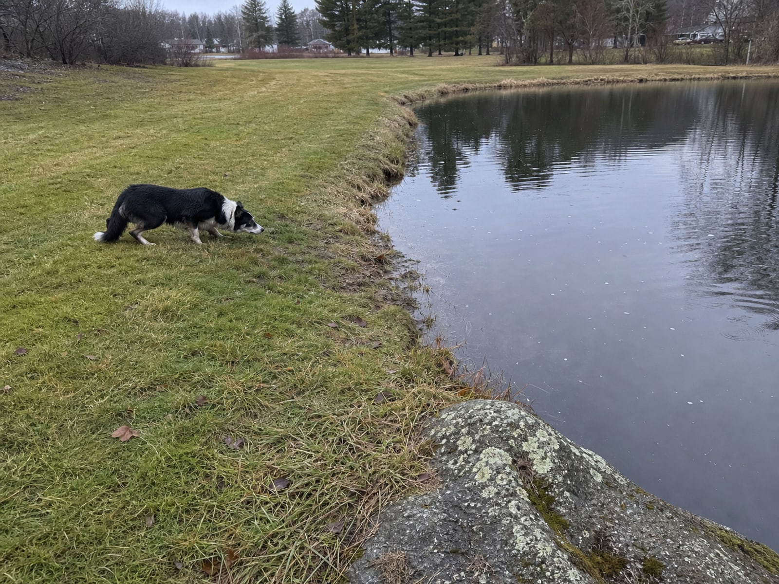 Maintained ground in Cheshire, CT holding clear of Canada geese after repeat visits