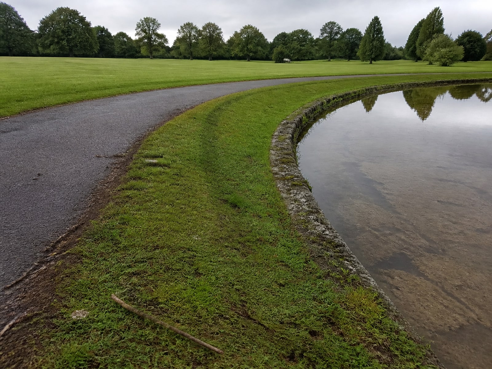 Canada goose droppings and grazed turf on maintained ground in Cheshire, CT