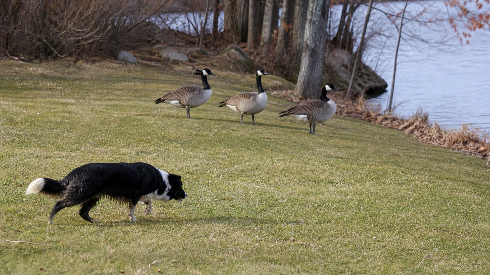 A Border Collie working a flock of Canada geese off maintained ground in Cheshire, CT