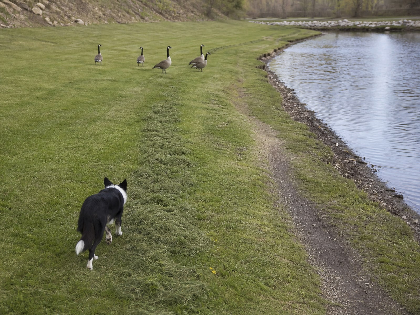 Maintained ground in Chicopee, MA holding clear of Canada geese after repeat visits