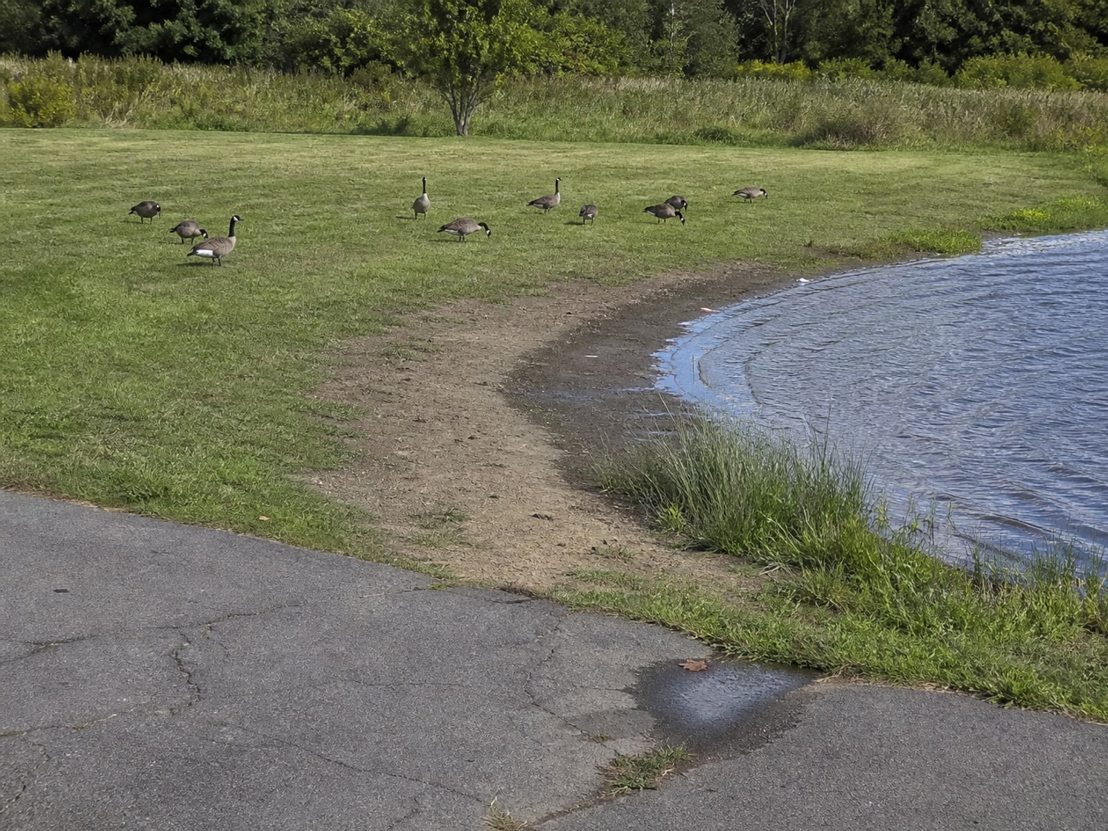 Canada goose droppings and grazed turf on maintained ground in Chicopee, MA