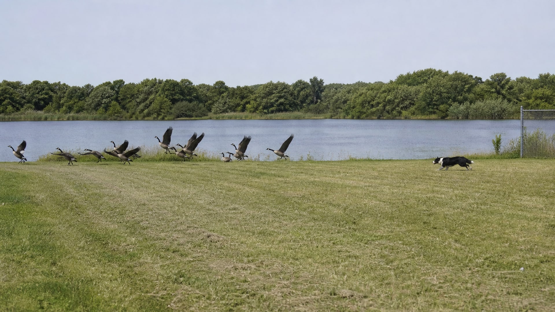 A Border Collie working a flock of Canada geese off maintained ground in Chicopee, MA