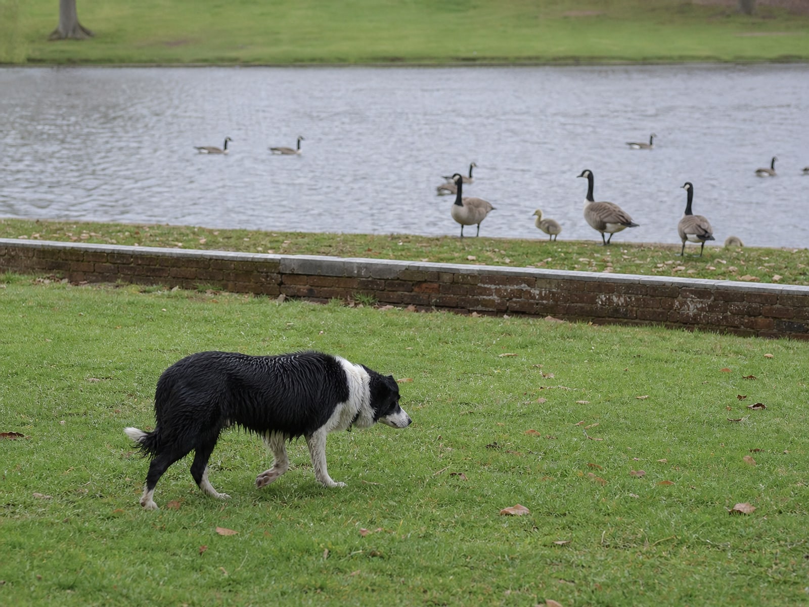 Maintained ground in East Hartford, CT holding clear of Canada geese after repeat visits