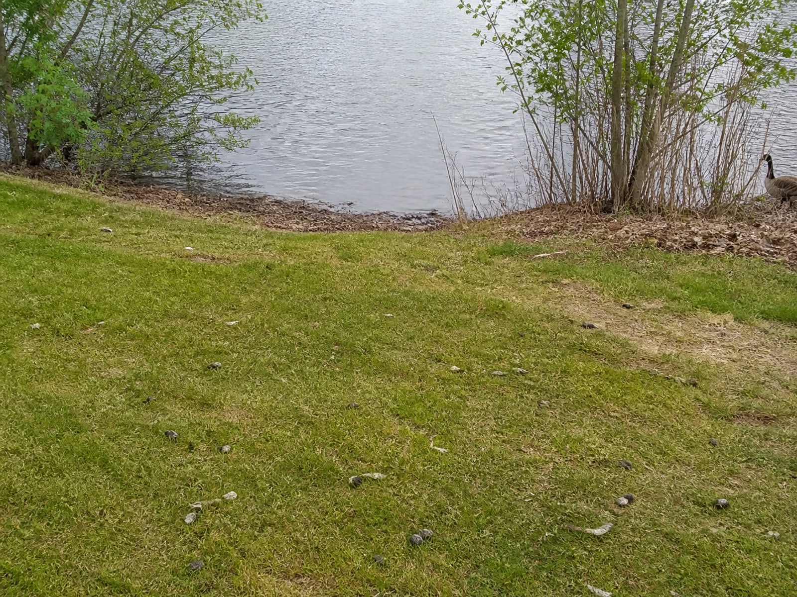 Canada goose droppings and grazed turf on maintained ground in East Hartford, CT