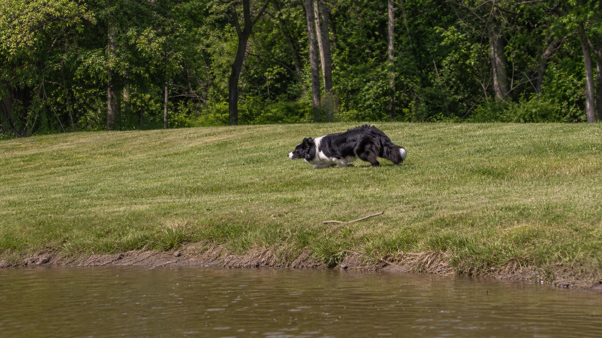 A Border Collie working a flock of Canada geese off maintained ground in East Hartford, CT