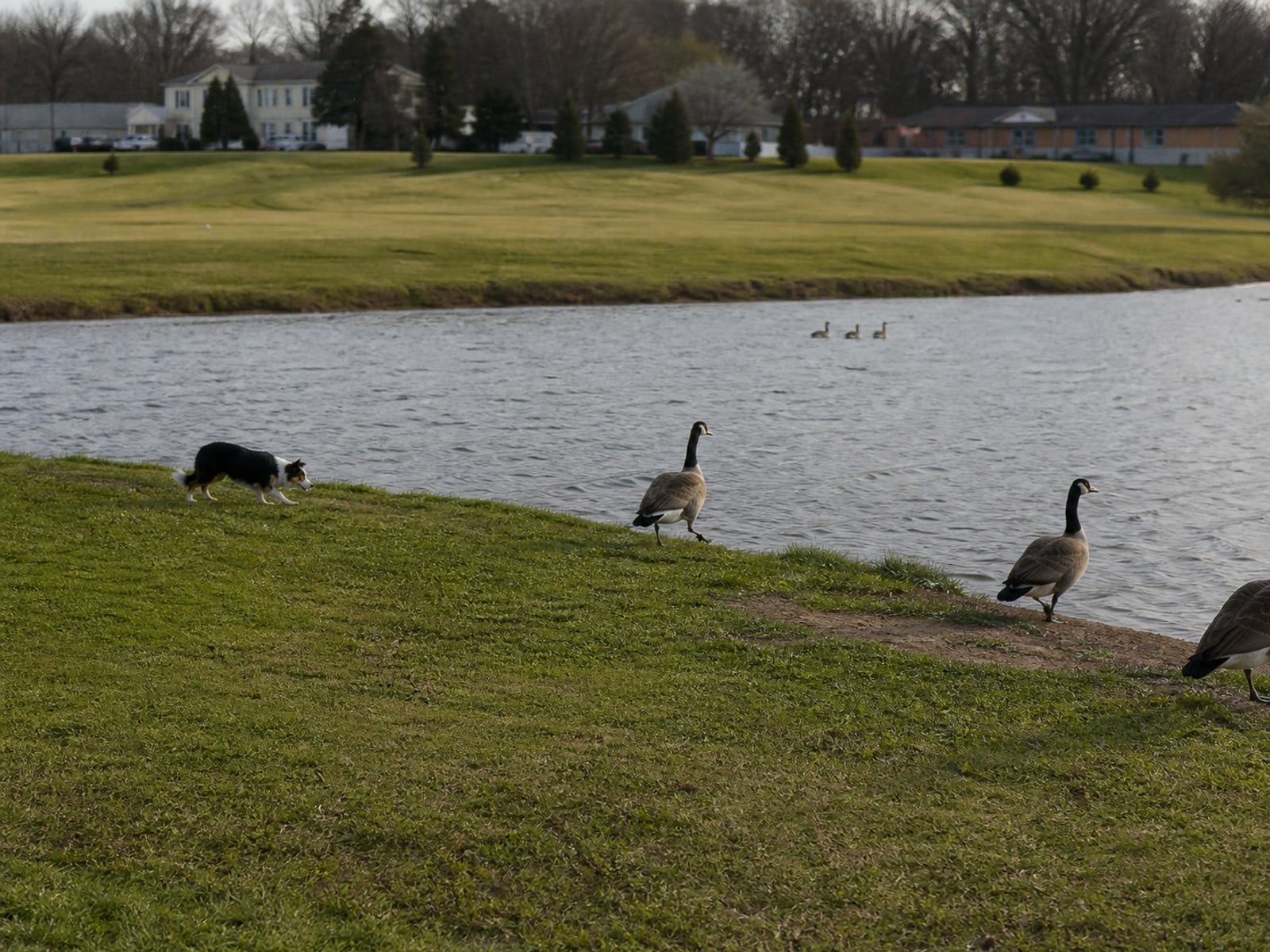 Maintained ground in Farmington, CT holding clear of Canada geese after repeat visits