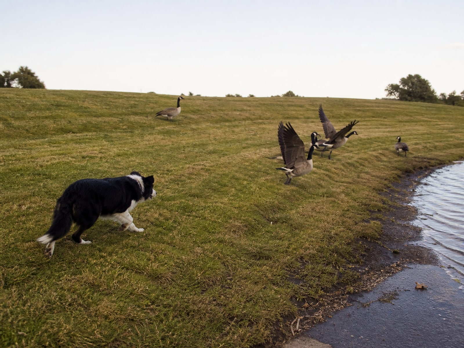Canada goose droppings and grazed turf on maintained ground in Farmington, CT