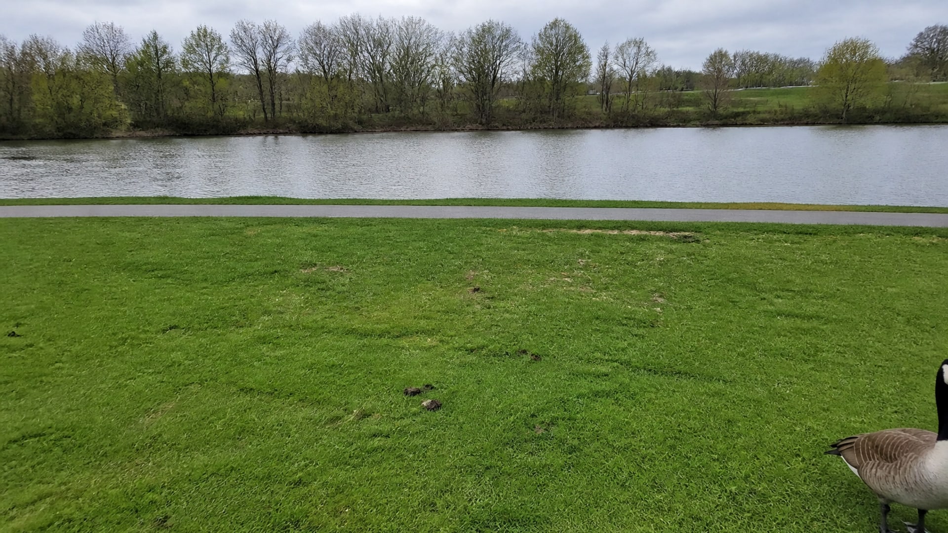 A Border Collie working a flock of Canada geese off maintained ground in Farmington, CT