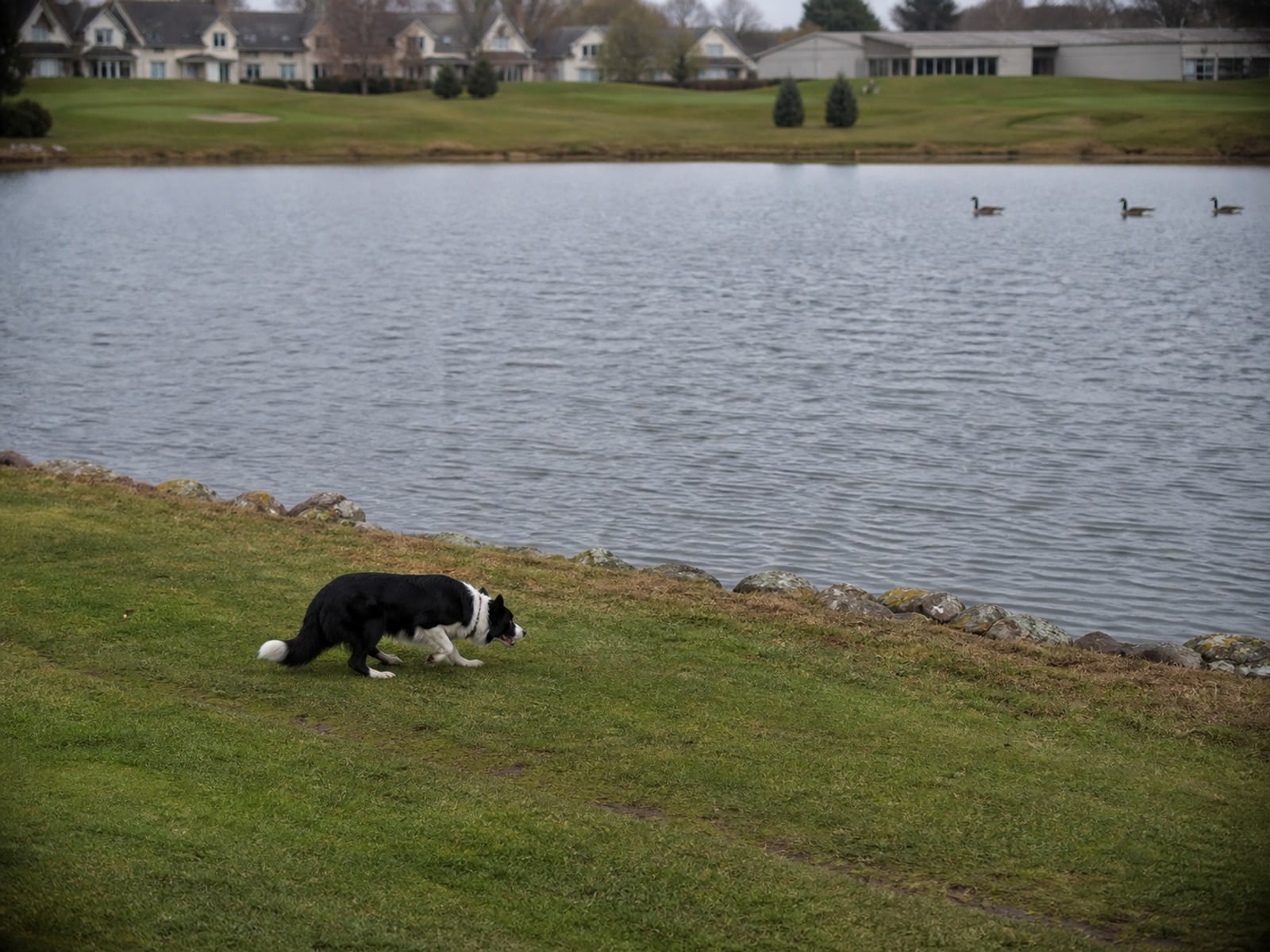 Maintained ground in Glastonbury, CT holding clear of Canada geese after repeat visits