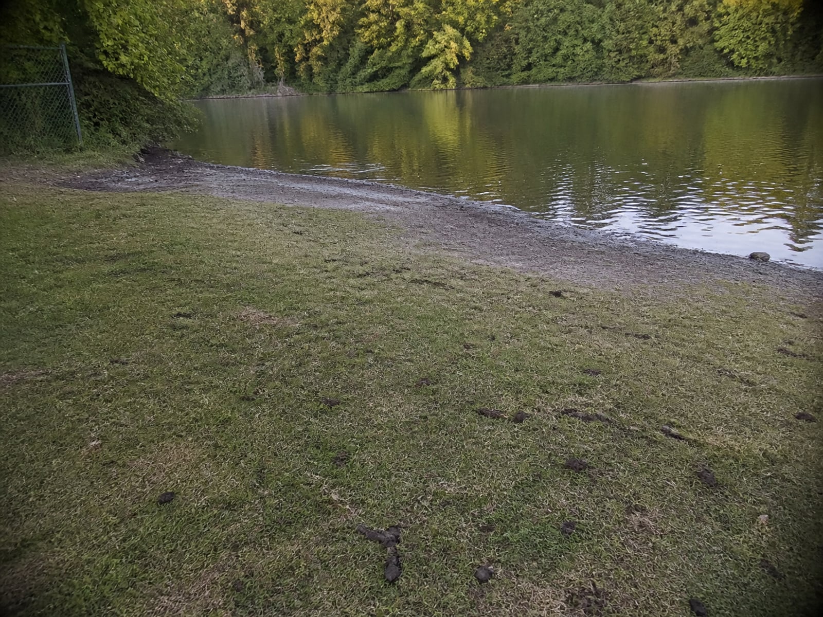 Canada goose droppings and grazed turf on maintained ground in Glastonbury, CT