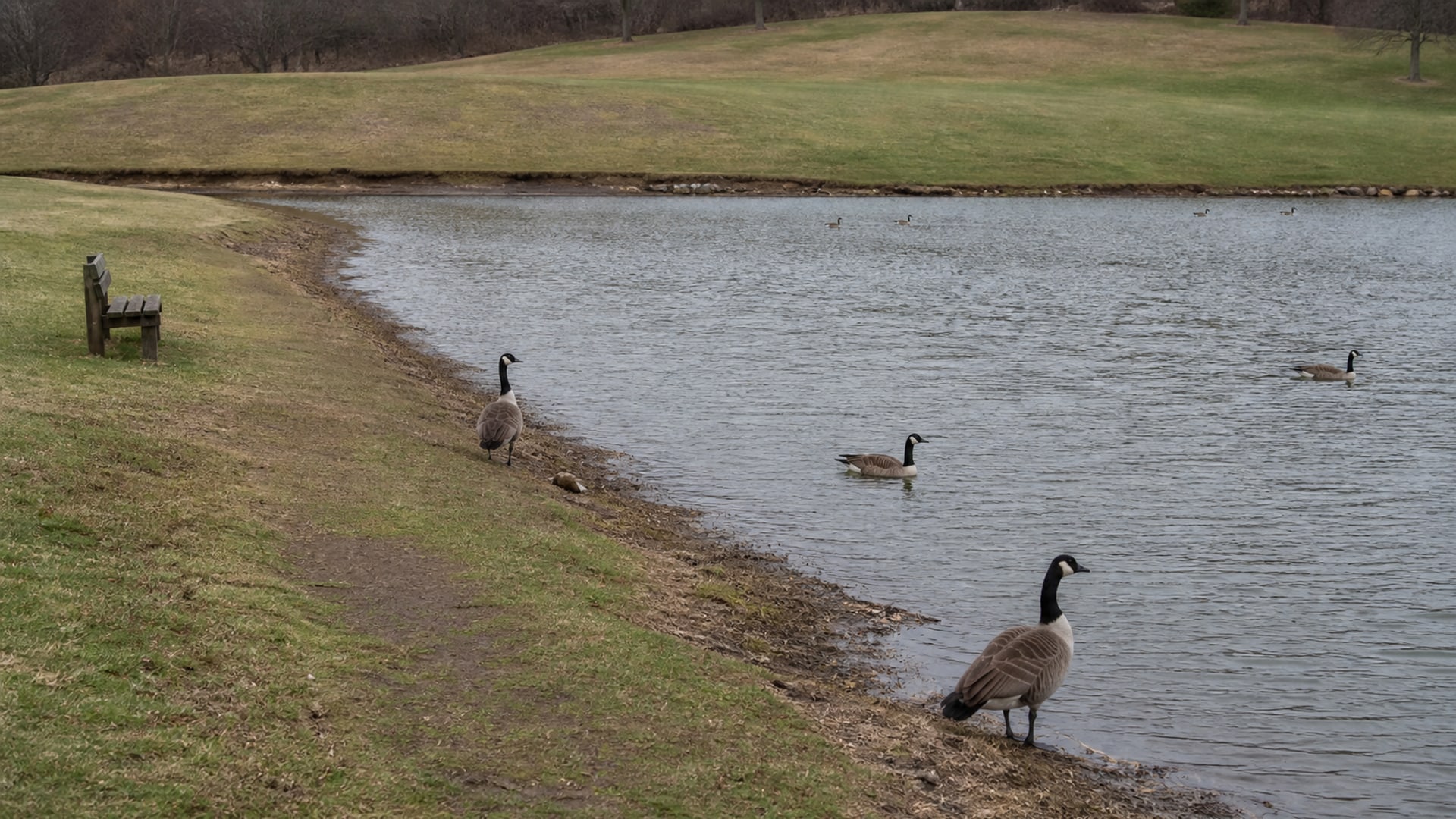 A Border Collie working a flock of Canada geese off maintained ground in Glastonbury, CT