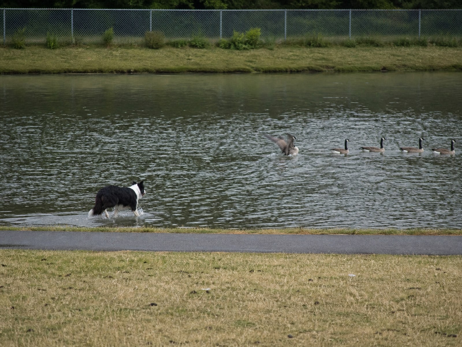 Canada goose droppings and grazed turf on maintained ground in Hartford, CT