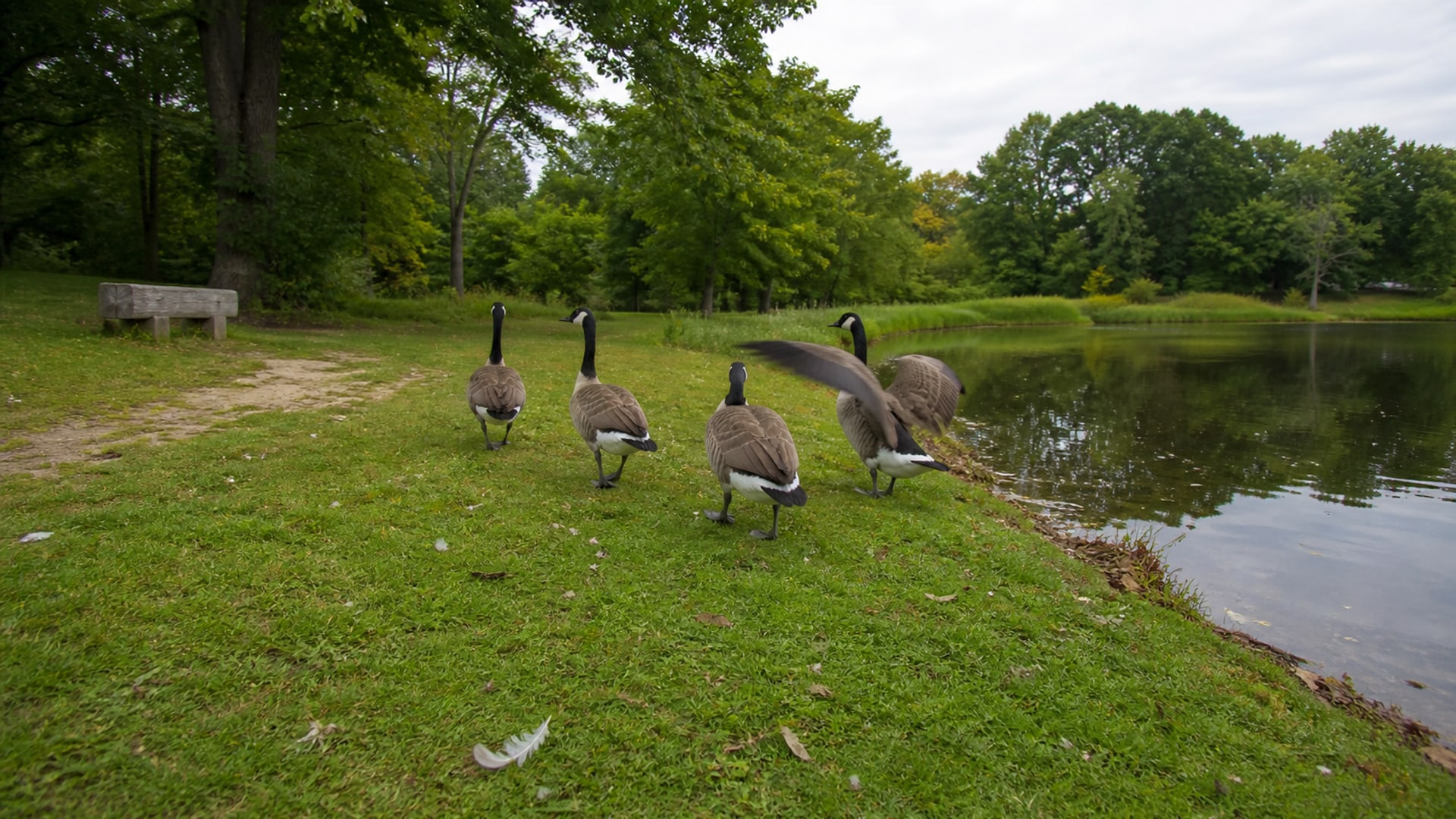 A Border Collie working a flock of Canada geese off maintained ground in Hartford, CT