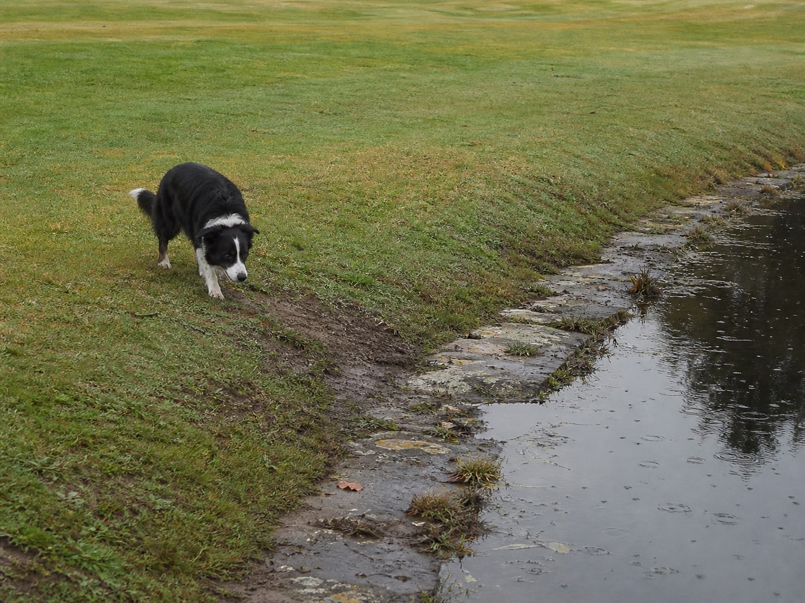 Maintained ground in Manchester, CT holding clear of Canada geese after repeat visits