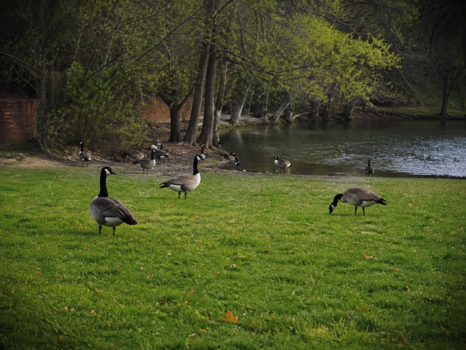 Canada goose droppings and grazed turf on maintained ground in Manchester, CT