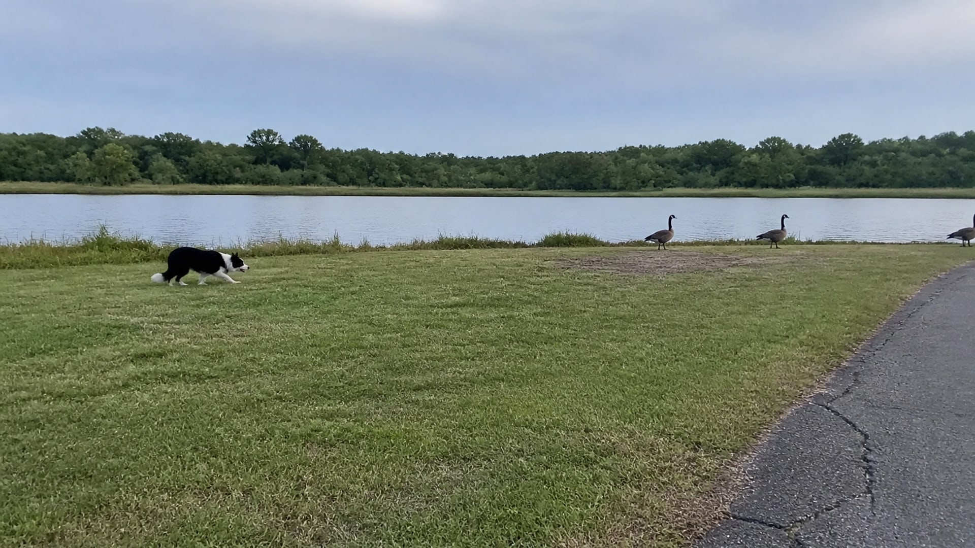 A Border Collie working a flock of Canada geese off maintained ground in Manchester, CT
