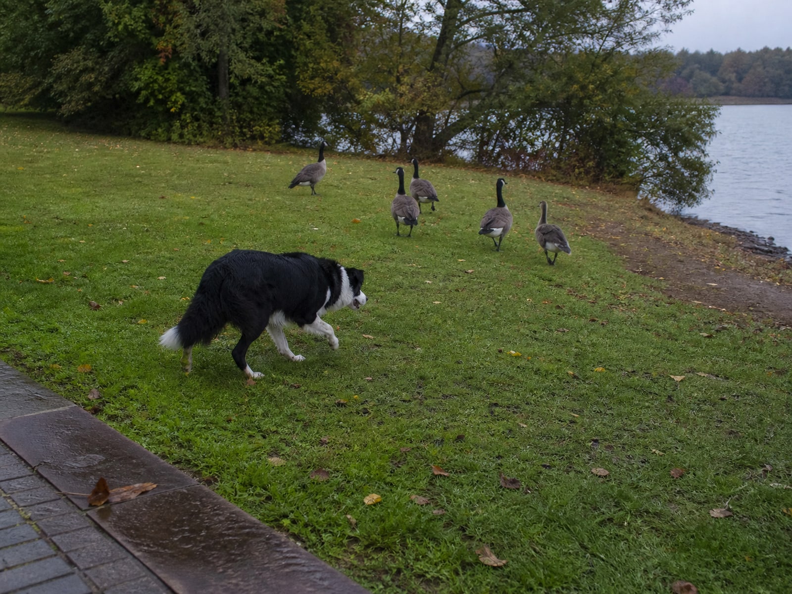 Canada goose droppings and grazed turf on maintained ground in Middletown, CT