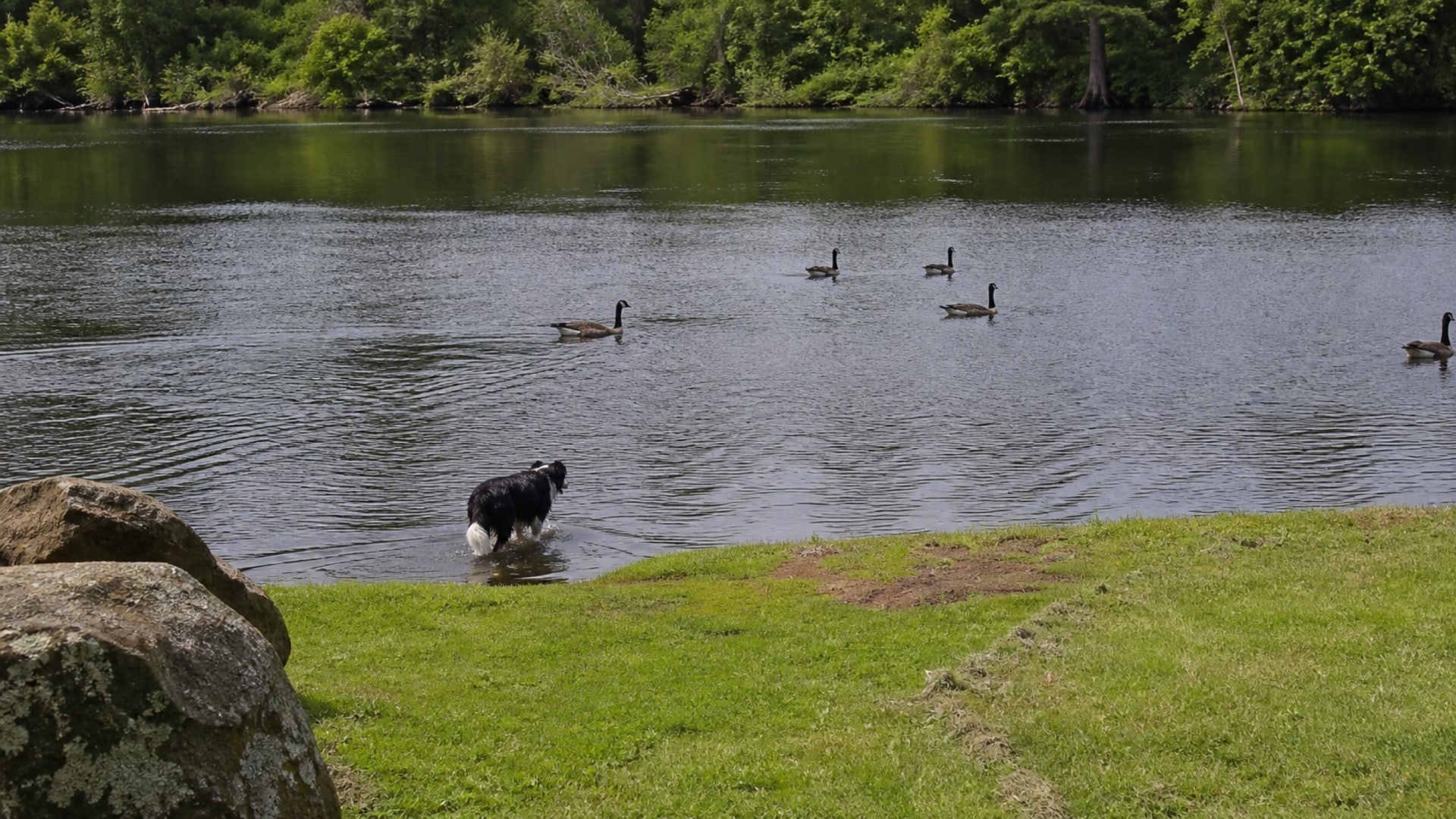 A Border Collie working a flock of Canada geese off maintained ground in Middletown, CT